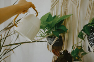Hướng dẫn chăm sóc cây Trầu Bà Neon - Neon Pothos | 9