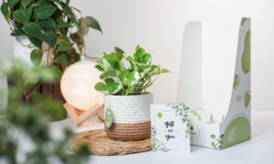 Nghệ thuật tặng quà thu hút- 9X Garden-Gift tips