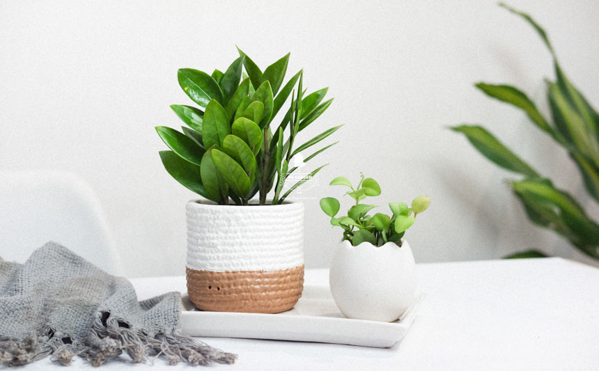 Người mới chơi nên chăm cây gì? - 9X GARDEN