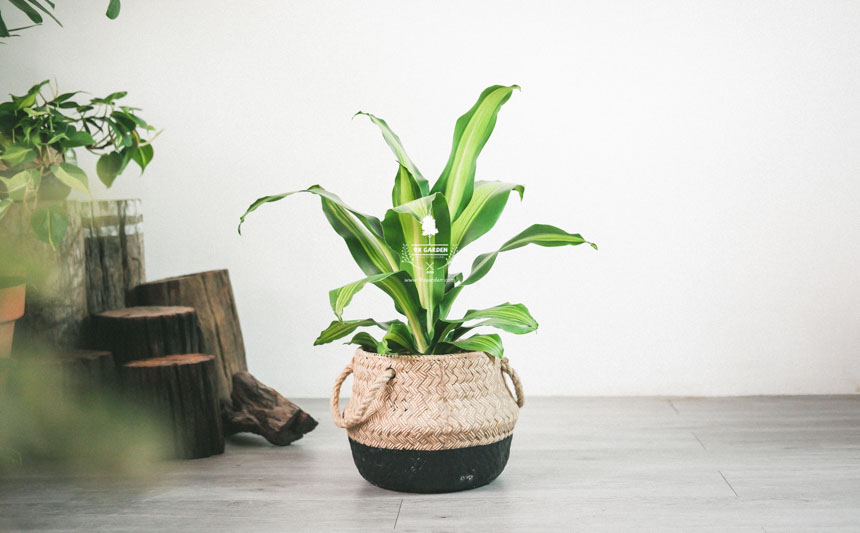 Người mới chơi nên chăm cây gì? - 9X GARDEN