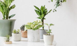 Ngưỡng Ánh Sáng Cần Biết Dành Cho Người Mới Chơi