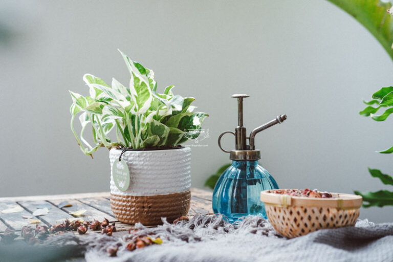 Phơi nắng đúng cách cho cây - 9X GARDEN
