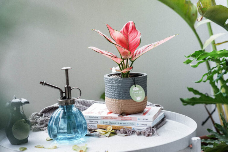 Phơi nắng đúng cách cho cây - 9X GARDEN