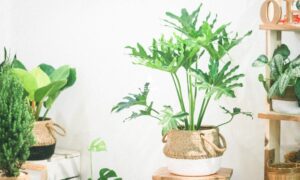 Tại sao chúng ta nên trồng cây xanh trong nhà? - 9X GARD