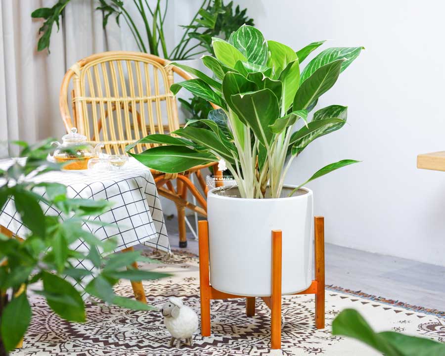 TẠI SAO CHÚNG TA NÊN TRỒNG CÂY XANH TRONG NHÀ? - 9X GARD