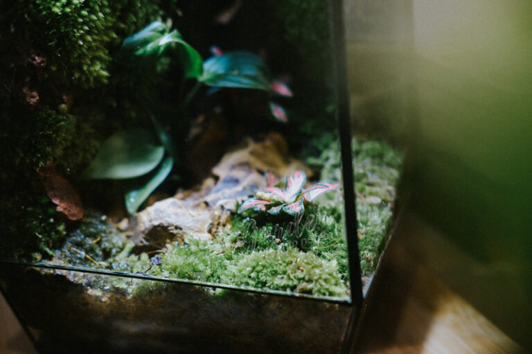Terrarium by 9X GARDEN