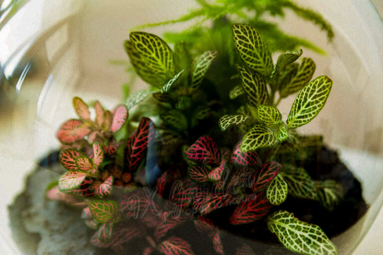 Terrarium by 9X GARDEN