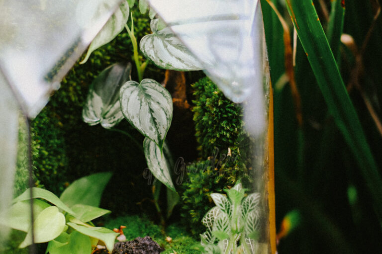 Terrarium by 9X GARDEN