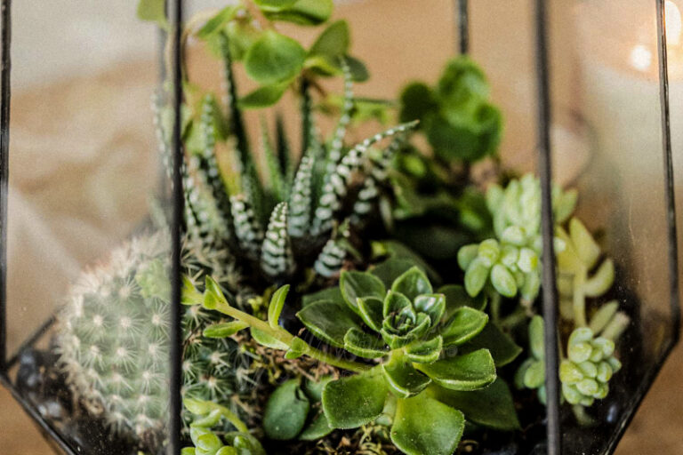 Terrarium by 9X GARDEN