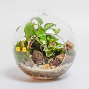 Terrarium – Family & Home 007