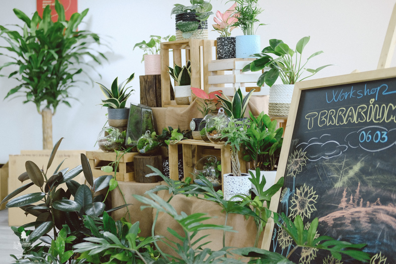 terrarium-workshop-trong-cay-bouygues-9x-garden-76-1.jpg