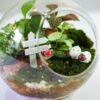 Terrarium - Sweet Couple 004