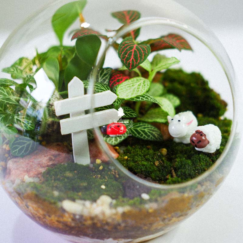 Terrarium - Sweet Couple 004