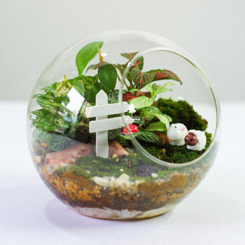 Terrarium - Sweet Couple 004