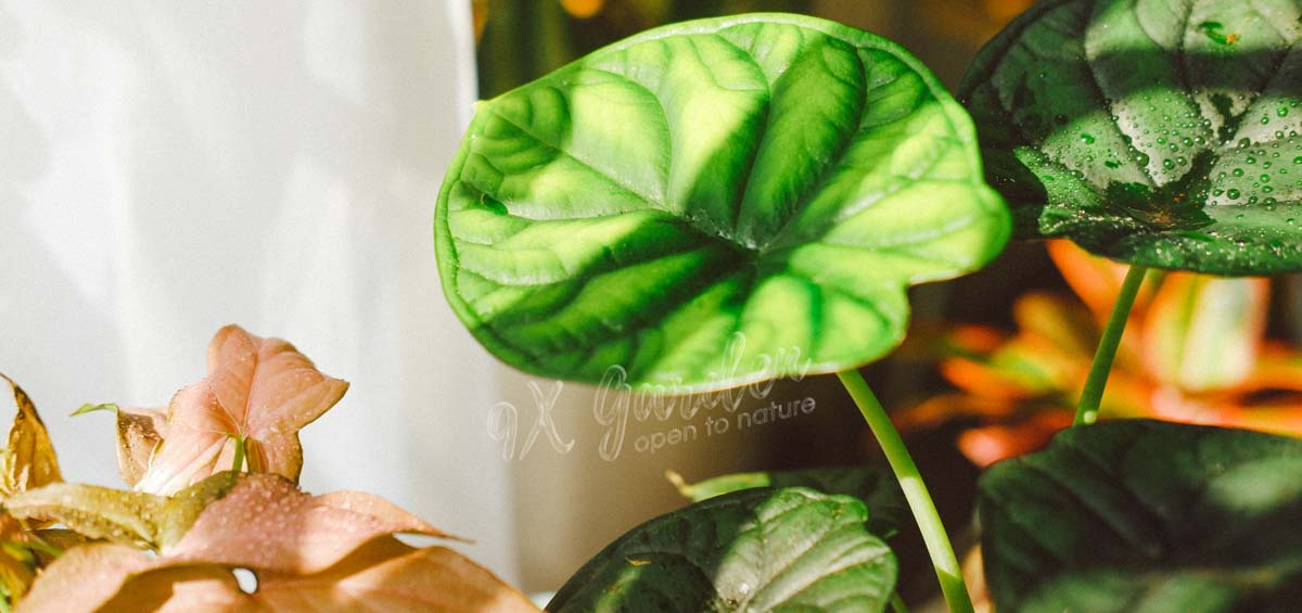 Tất tần tật về thức ăn của cây - Ánh sáng đúng cho cây trong nhà Tìm hiểu về ánh sáng cho người mới bắt đầu- 9X
