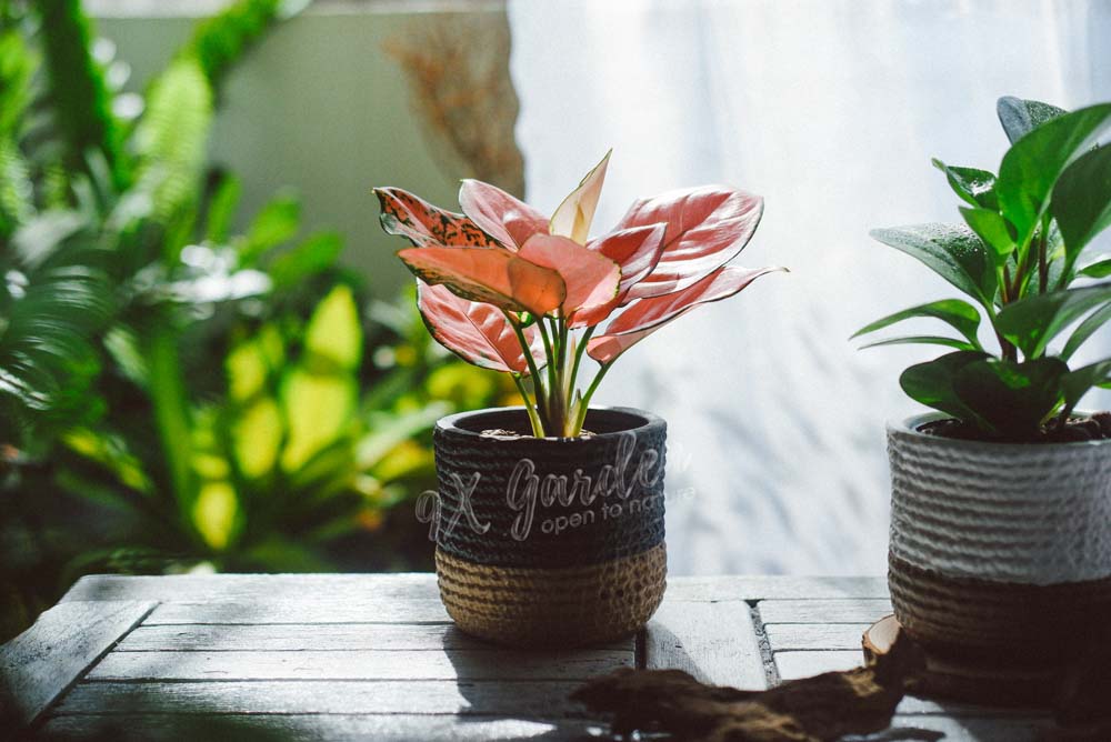 Tìm hiểu về ánh sáng cho người mới bắt đầu- 9X