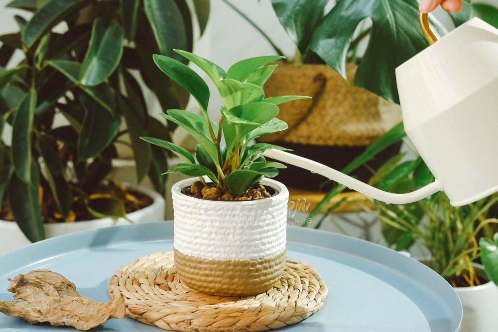 'Tưới nước cho cây' - Nghe dễ mà lại khó - Hướng dẫn tưới cây đúng cách Tìm hiểu về việc tưới nước cho người mới bắt