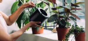 Tìm hiểu về việc tưới nước cho người mới bắt
