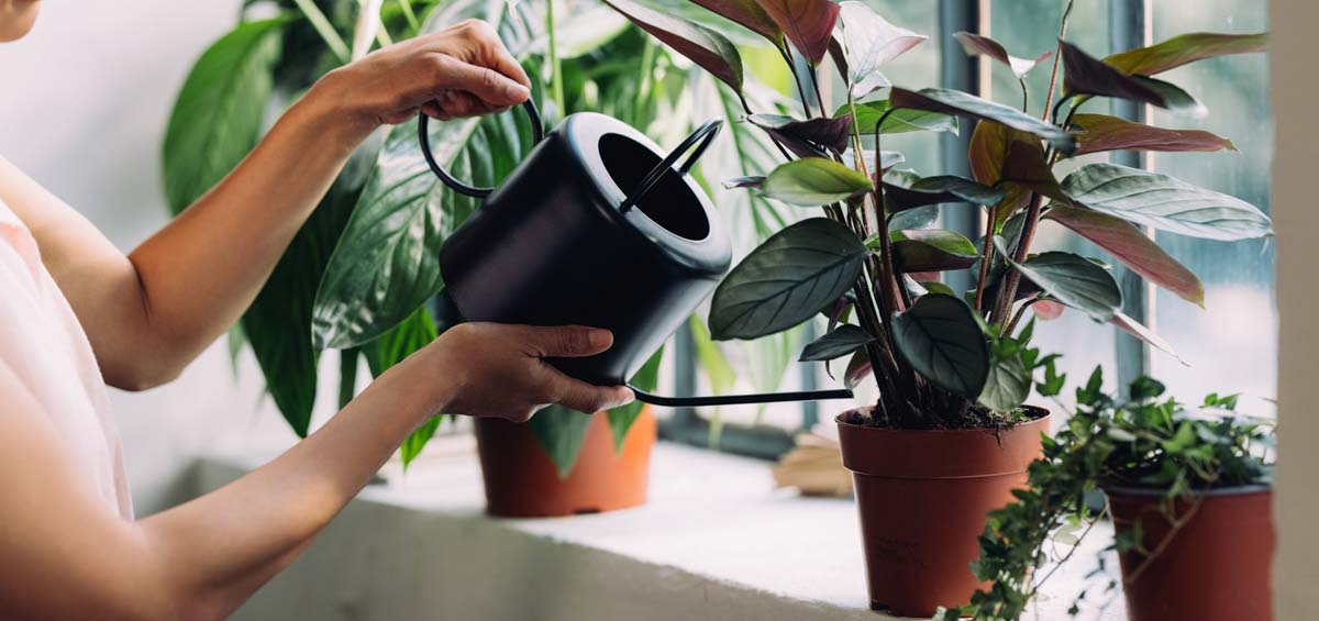 Tìm hiểu về việc tưới nước cho người mới bắt