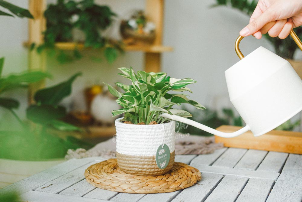 'Tưới nước cho cây' - Nghe dễ mà lại khó - Hướng dẫn tưới cây đúng cách Tìm hiểu về việc tưới nước cho người mới bắt