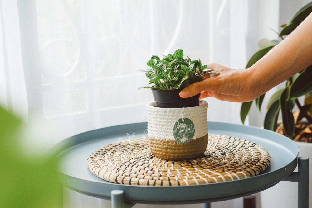 'Tưới nước cho cây' - Nghe dễ mà lại khó - Hướng dẫn tưới cây đúng cách Tìm hiểu về việc tưới nước cho người mới bắt