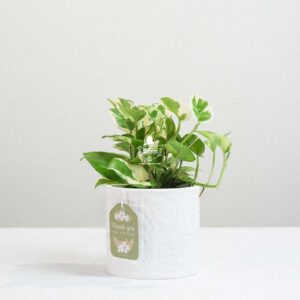 Ami x Trầu Bà Cẩm Thạch