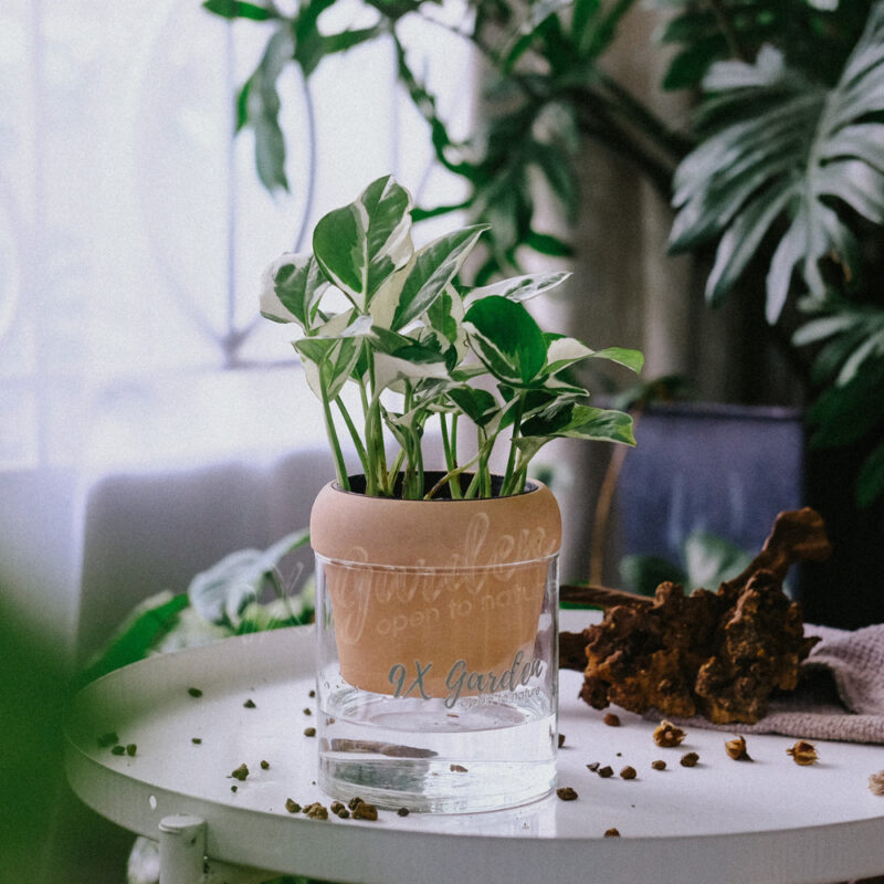 Akira x Trầu Bà Cẩm Thạch
