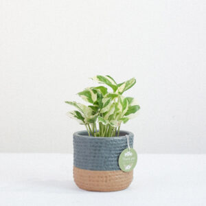 Trầu Bà Cẩm Thạch x Teori - Cây Cảnh Để Bàn - 9X GARDEN