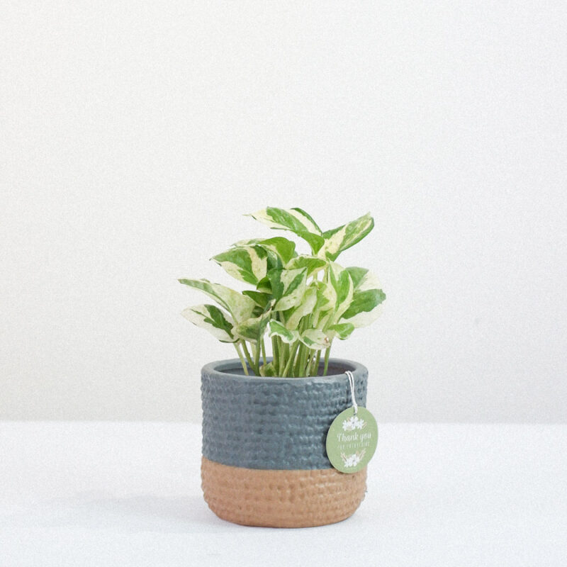 Trầu Bà Cẩm Thạch x Teori - Cây Cảnh Để Bàn - 9X GARDEN