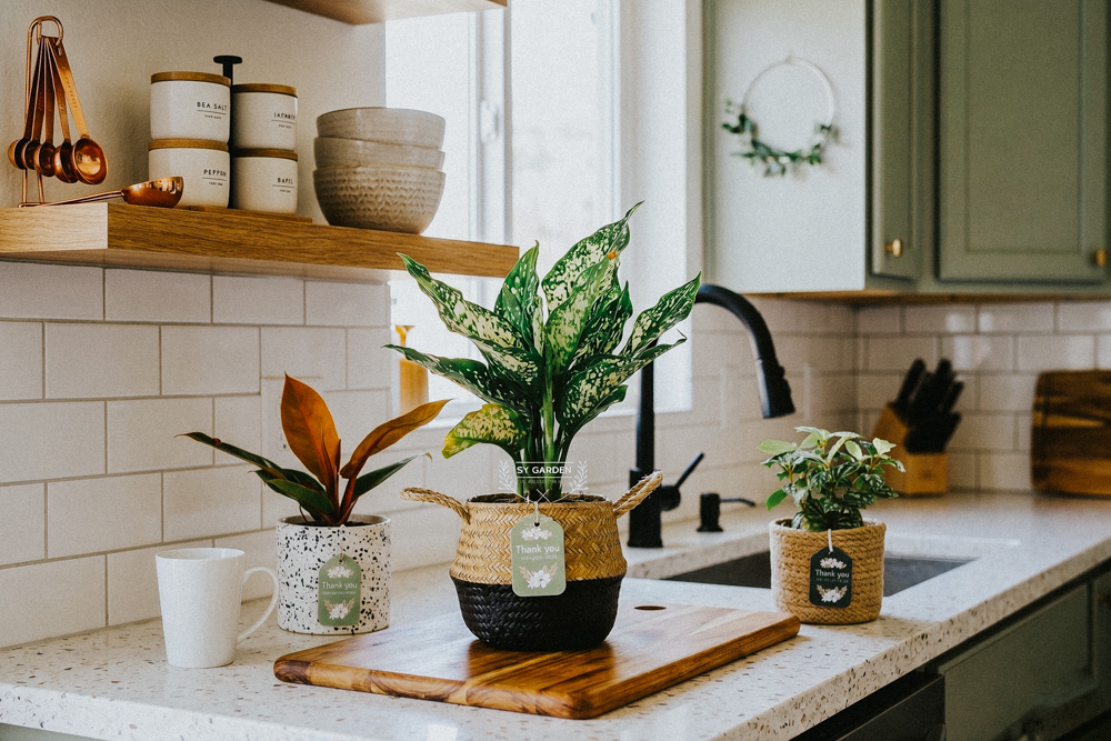 Trồng cây trong nhà bếp nên hay không? Cây Trường Sinh | 9X GARDEN