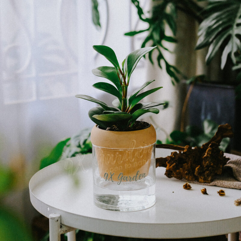 Akira x Trường Sinh