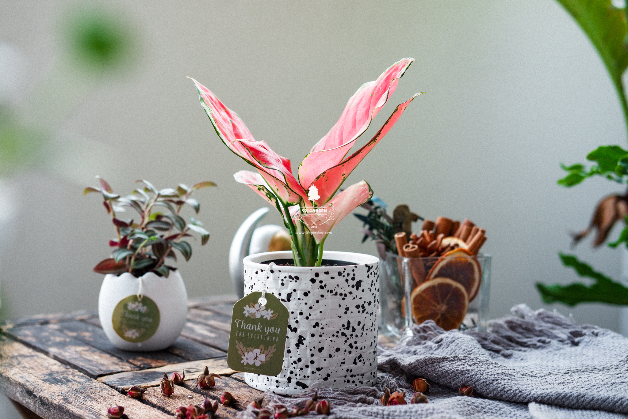 Vạn Lộc x Ami 10.0 - Cây Trồng Không Đất - 9X GARDEN