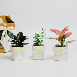 Gift Box - AME Koine