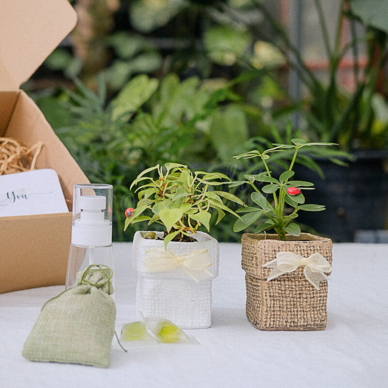 Gift Box - TOKI Suko