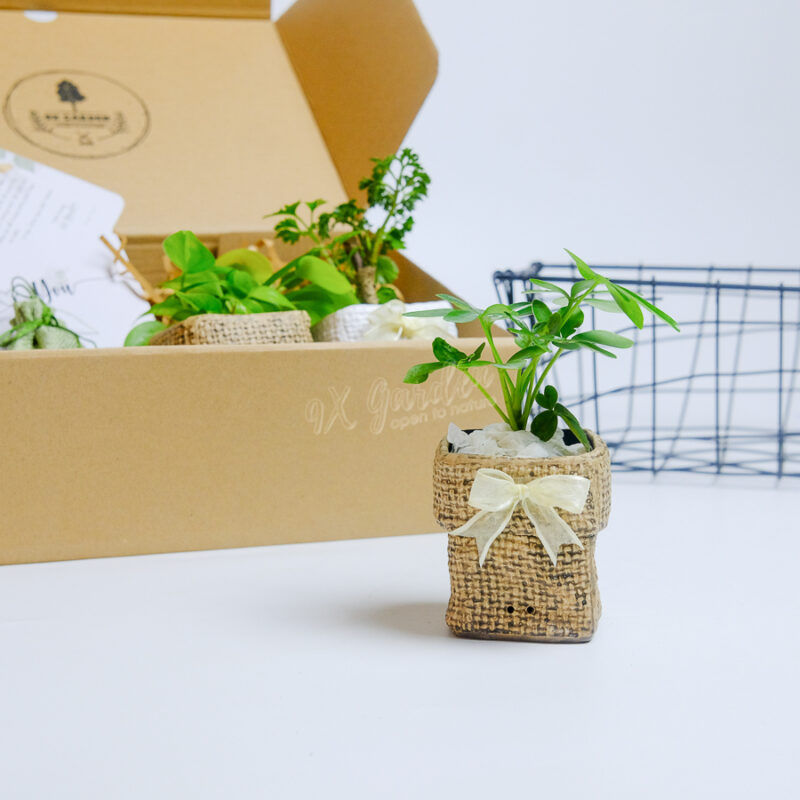 Gift Box - TOKI Suko