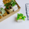 Gift Box - TOKI Suko