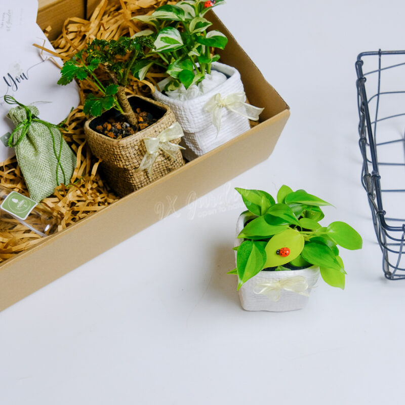 Gift Box - TOKI Suko