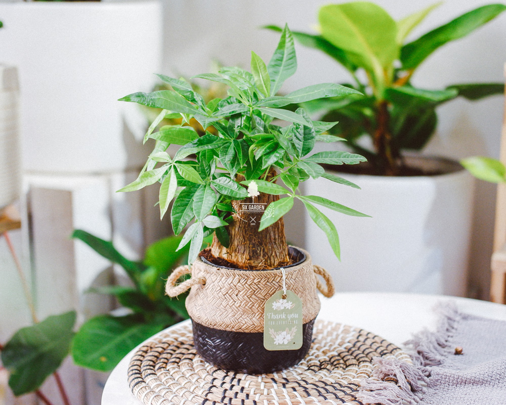 Top 5 Loài Cây Mang Lời Chúc Khởi Đầu Mới