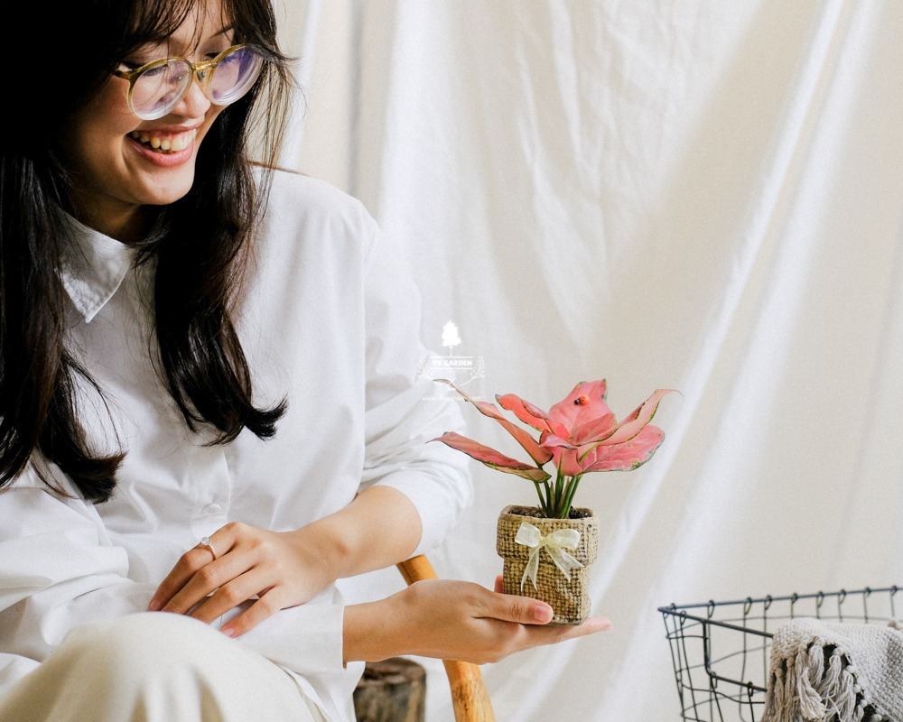 Top 5 Loài Cây Mang Lời Chúc Khởi Đầu Mới
