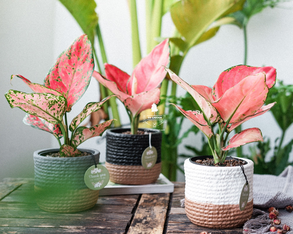 Top 5 Loài Cây Mang Lời Chúc Khởi Đầu Mới