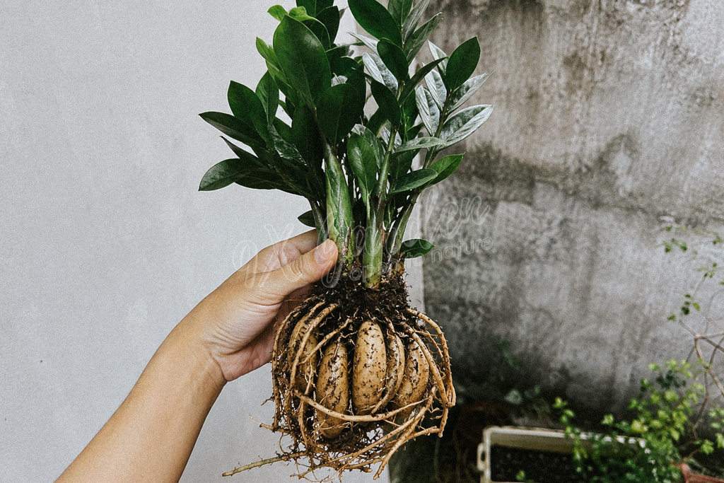 Đặc Điểm Sinh Học Của Cây Ưa Bóng Râm | 9X GARDEN