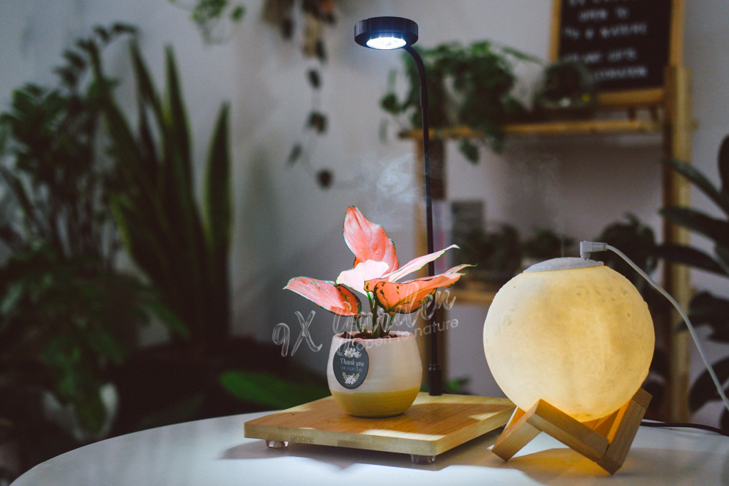 Đặc Điểm Sinh Học Của Cây Ưa Bóng Râm | 9X GARDEN