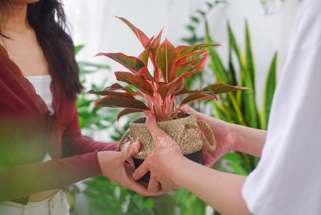 Hội Chứng “Nghiện Mua Cây” | 9X GARDEN