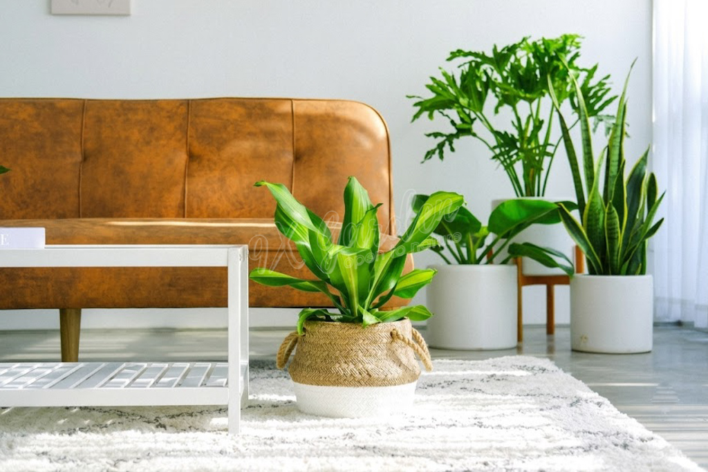 Hội Chứng “Nghiện Mua Cây” | 9X GARDEN