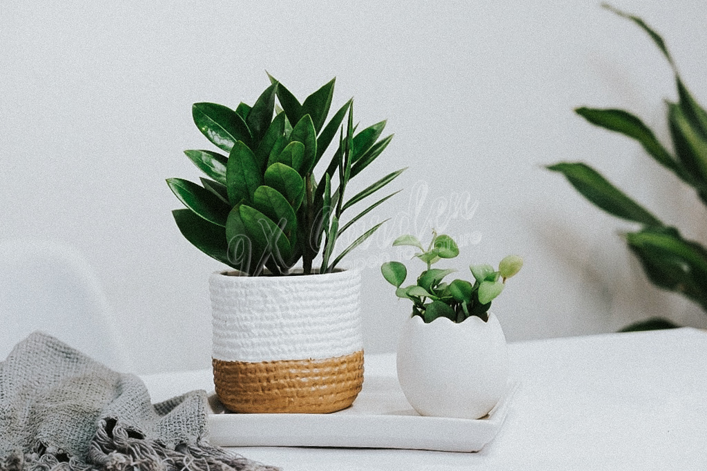 Top 5 Cây Để Bàn Làm Việc Dễ Sống Cho Dân Văn Phòng | 9X GARDEN
