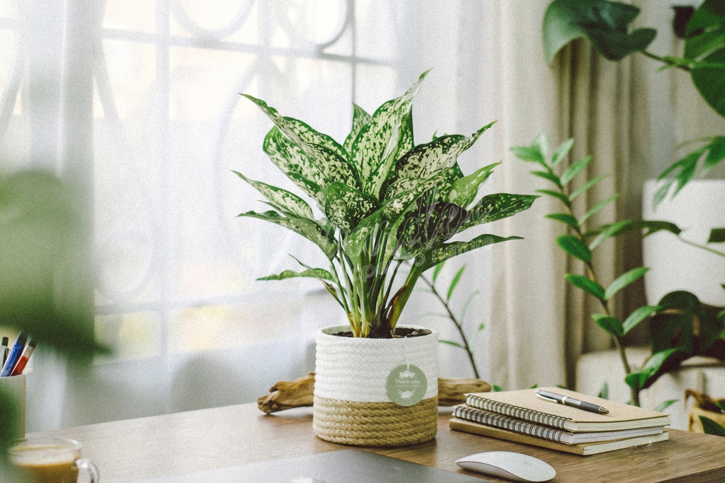 Top 5 Cây Để Bàn Làm Việc Dễ Sống Cho Dân Văn Phòng | 9X GARDEN