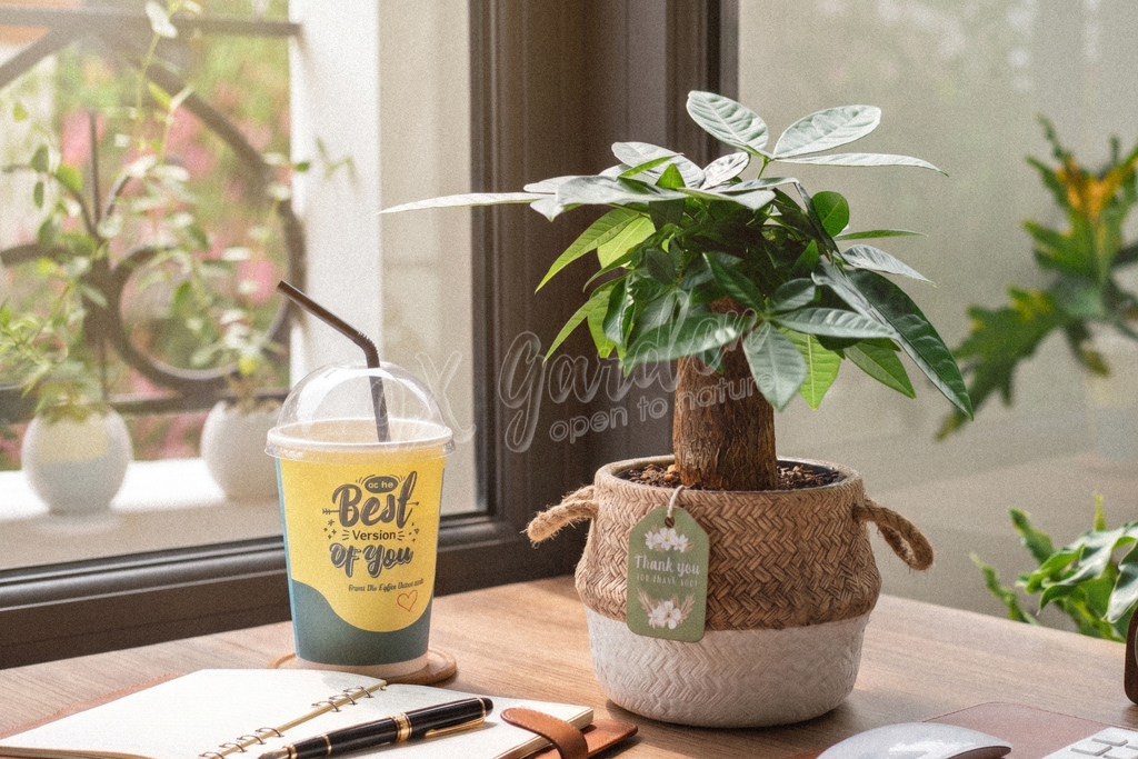 Top 5 Cây Để Bàn Làm Việc Dễ Sống Cho Dân Văn Phòng | 9X GARDEN
