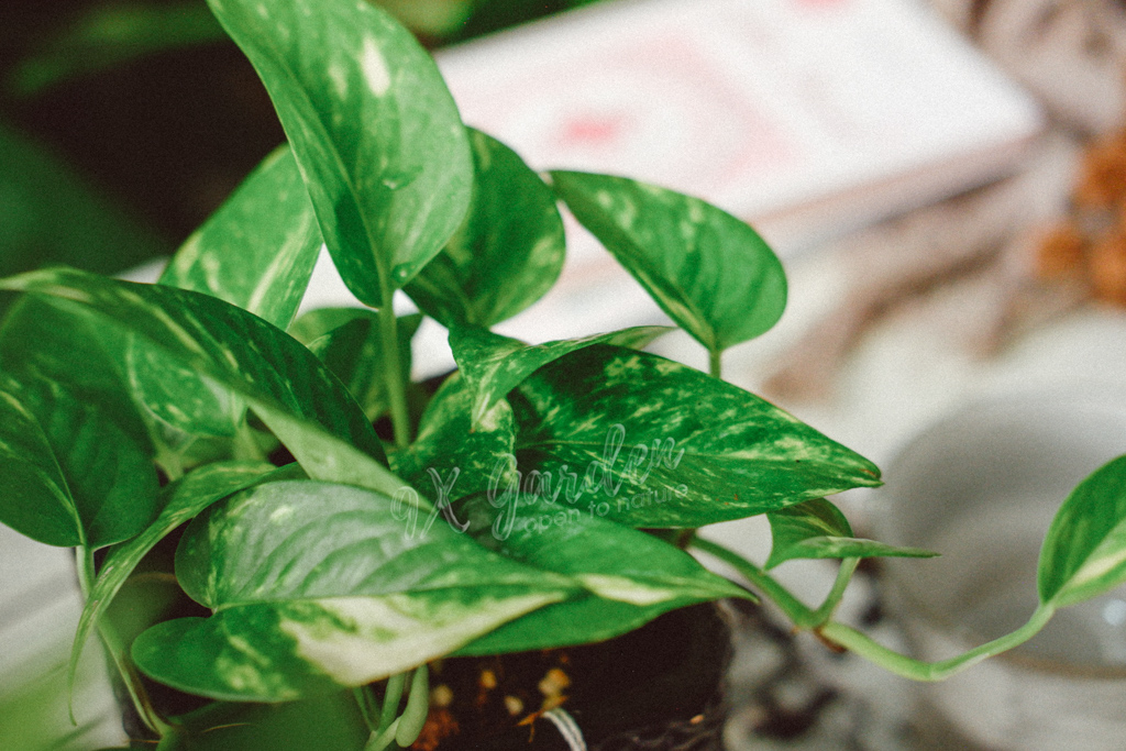 Top 5 Cây Để Bàn Làm Việc Dễ Sống Cho Dân Văn Phòng | 9X GARDEN