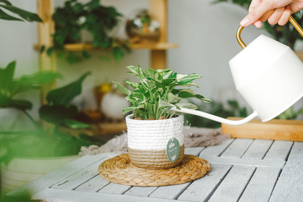 5 Sai Lầm Khi Chăm Sóc Cây Cảnh Trong Nhà | 9X GARDEN