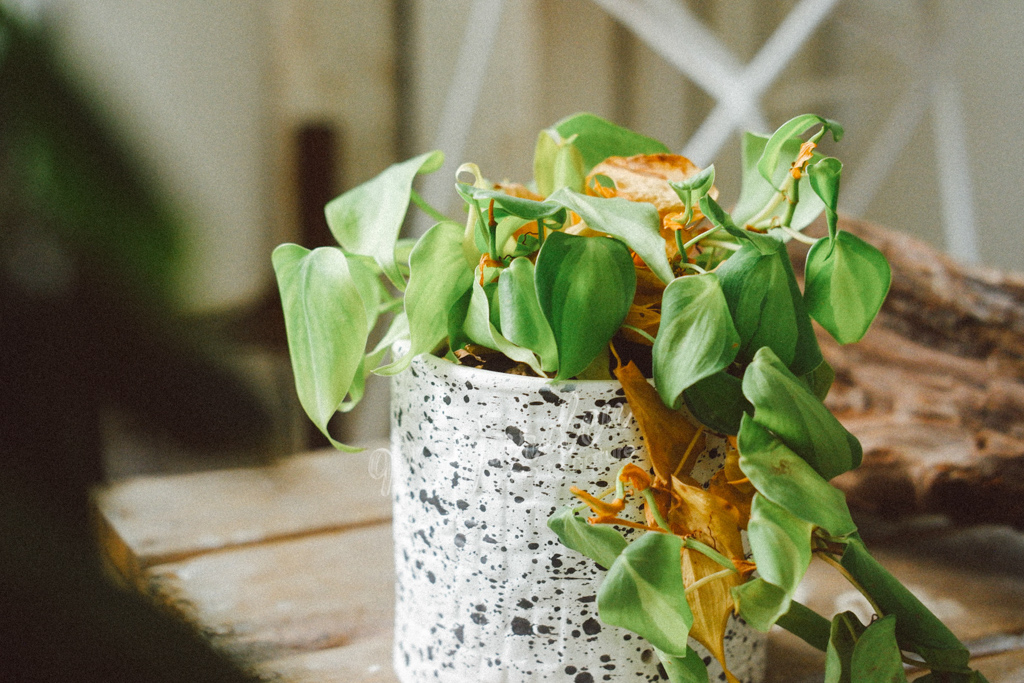 5 Sai Lầm Khi Chăm Sóc Cây Cảnh Trong Nhà | 9X GARDEN